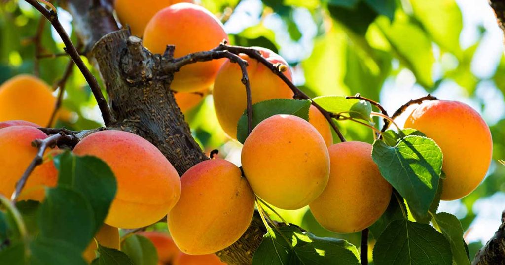 How to Choose Apricot Trees That Love British Weather